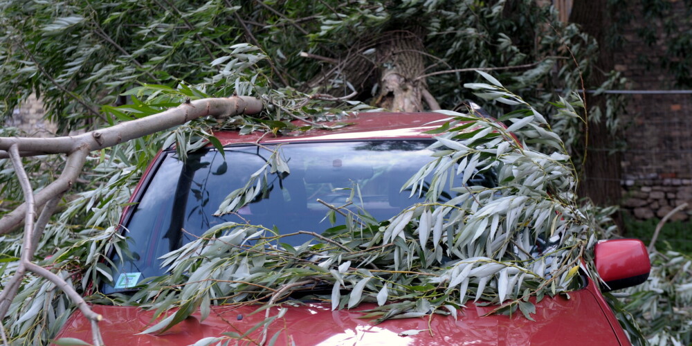 С жилых домов, гаражей, автомобилей и дорог: в пятницу спасатели 70 раз убирали упавшие деревья