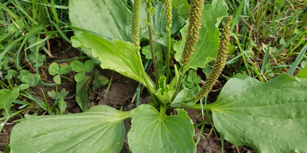 Vislabāk ceļmallapas ir vākt jūnija beigās vai jūlijā.