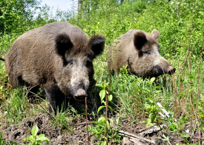 Āfrikas cūku mēris pagājušajā nedēļā konstatēts 16 mežacūkām