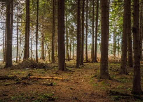 Foto ilustratīva nozīme. 