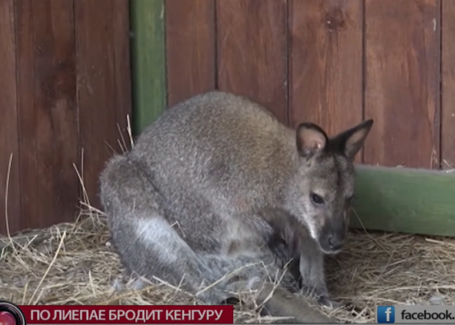 По Лиепае уже месяц скачет неуловимый кенгуру - в июле он даже посетил бар на пляже, а потом скрылся