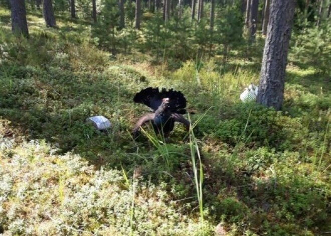 Nikns medņu gailis Līvānos no meža patrenc ogotājas