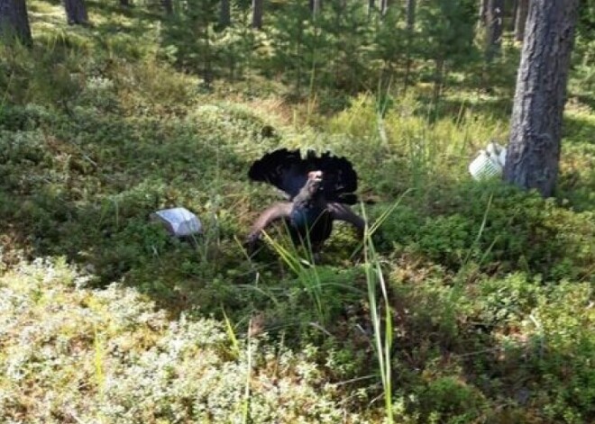 Агрессивный глухарь в Ливаны нападает на ягодников