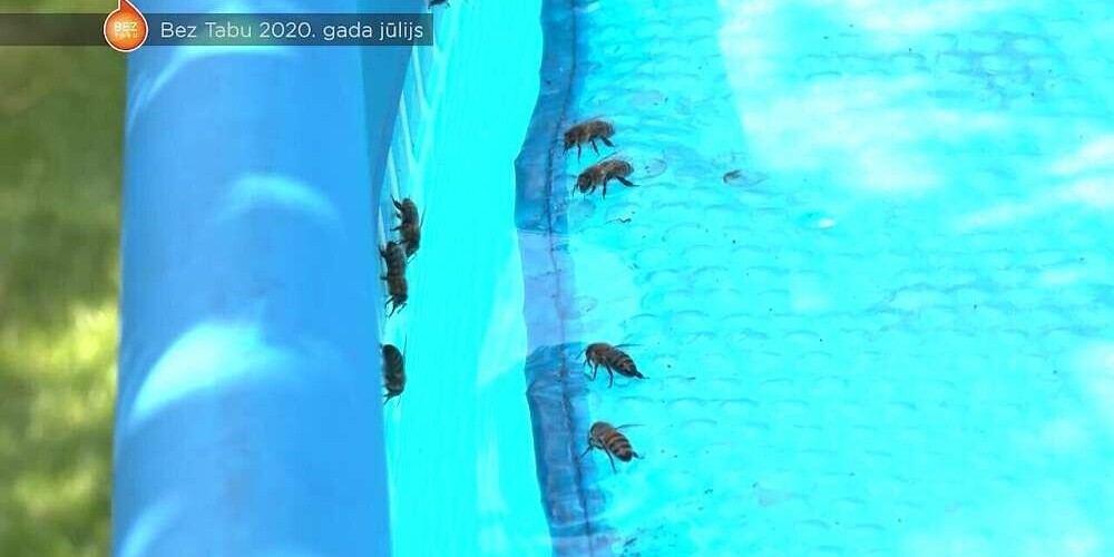 Как теперь отдыхать рижанке и ее семье, если в бассейне вместо людей обитают соседские пчелы?