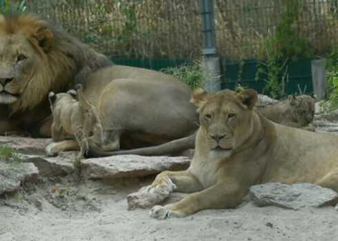 От первого рыка: история жизни львов в Рижском зоопарке