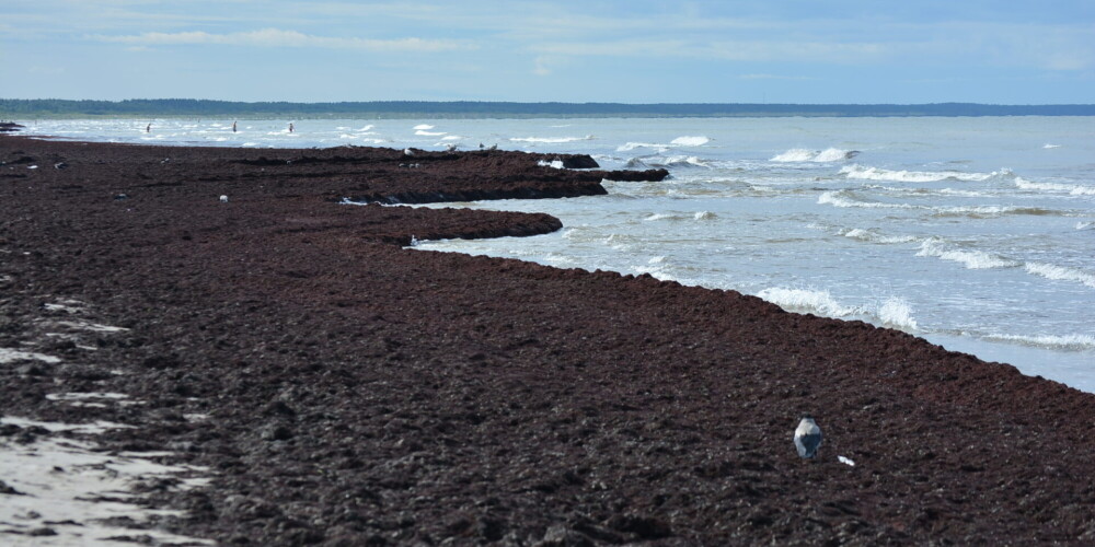 Вскоре начнется зловоние: лиепайский пляж покрыт основательным слоем вымытых водорослей