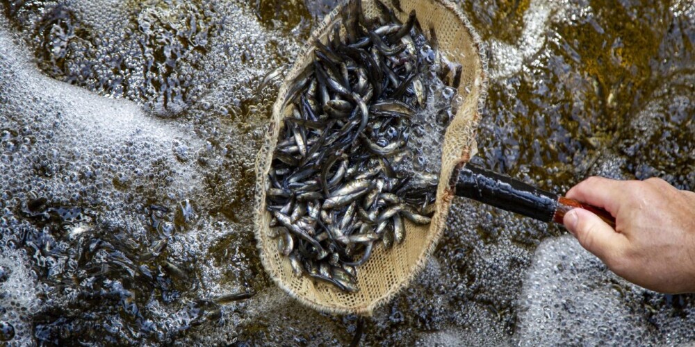В Латвии восстанавливают рыбные ресурсы: в водоемы выпущены 107 000 мальков