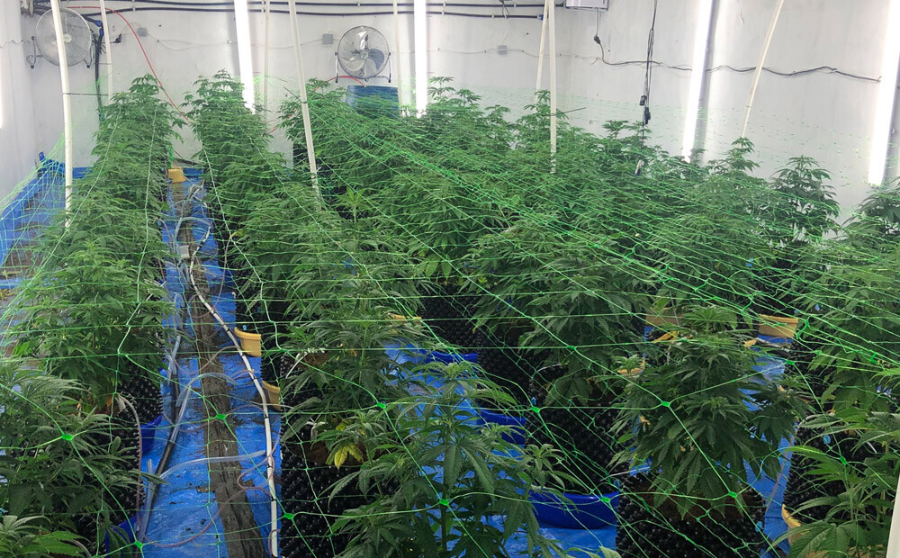 Policija Jūrmalā atklājusi profesionālu marihuānas audzētavu