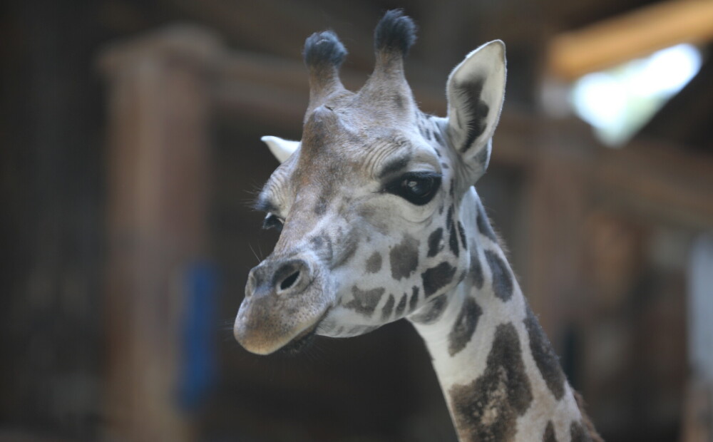 Rīgas Zoodārzs lūdz ziedot līdzekļus jaunās žirafes Vakilijas dzimšanas dienas mielastam