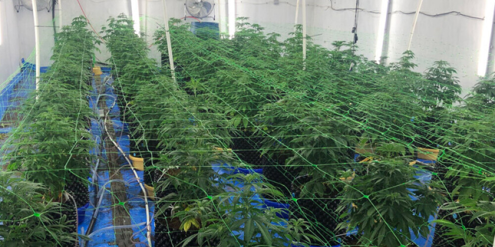 В Юрмале изъято более 11 кг марихуаны: полиция обнаружила профессиональную плантацию