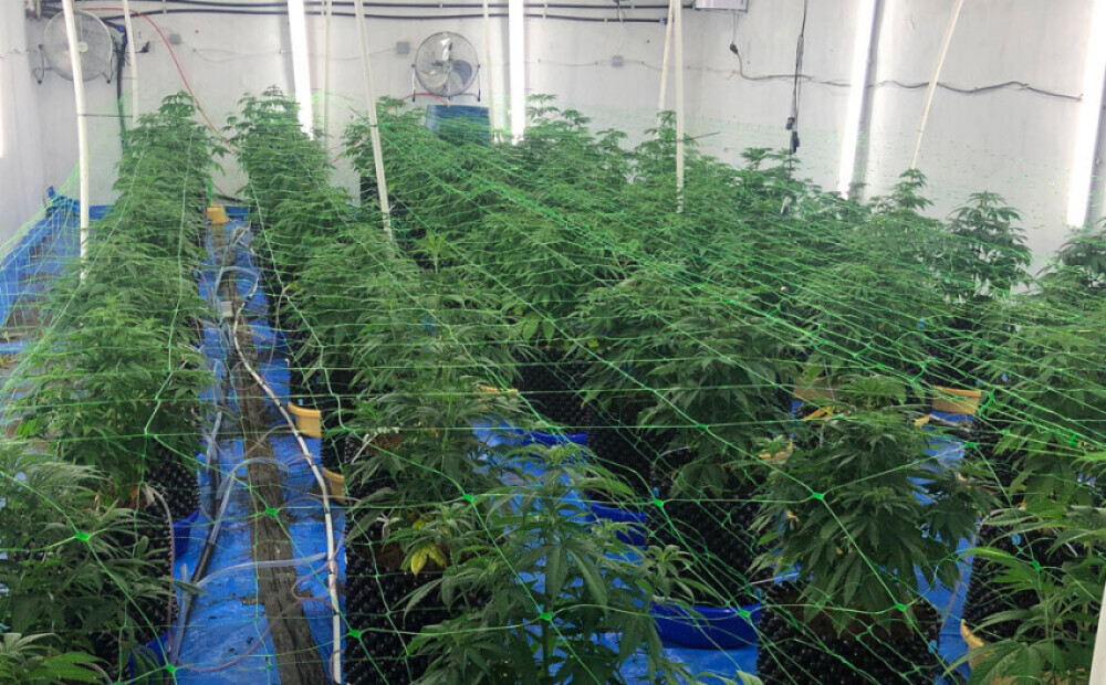 полиция обнаружила плантацию марихуаны