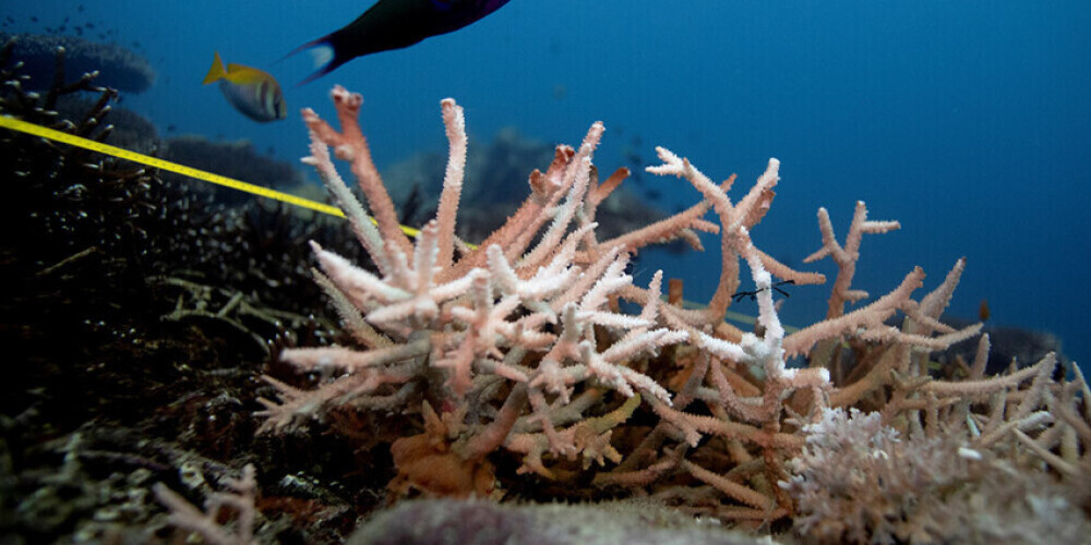 Таиланд запретил использование солнцезащитных кремов: их вредные вещества портят кораллы