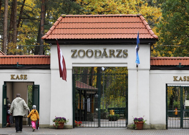 Будут ли посетителей радовать слоны? Рижскому зоопарку нужно принять решение