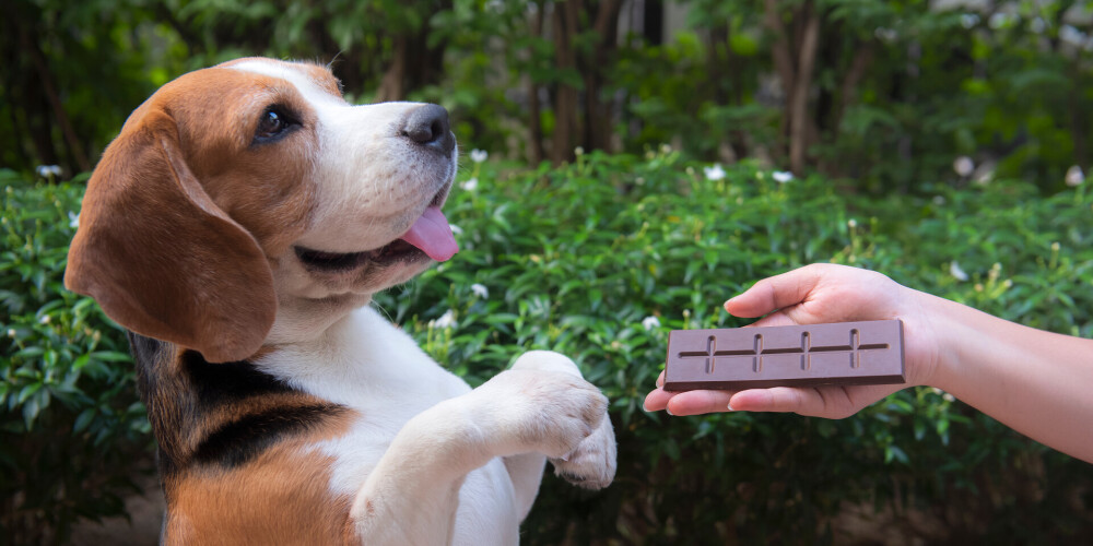 Vai drīkst lutināt suni ar čipsiem, konfektēm? Skaidro veterinārārste 