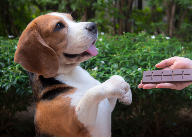 Vai drīkst lutināt suni ar čipsiem, konfektēm? Skaidro veterinārārste 