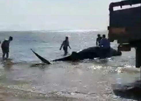 Люди спасали выброшенного на берег кита одеялом, ведрами и краном