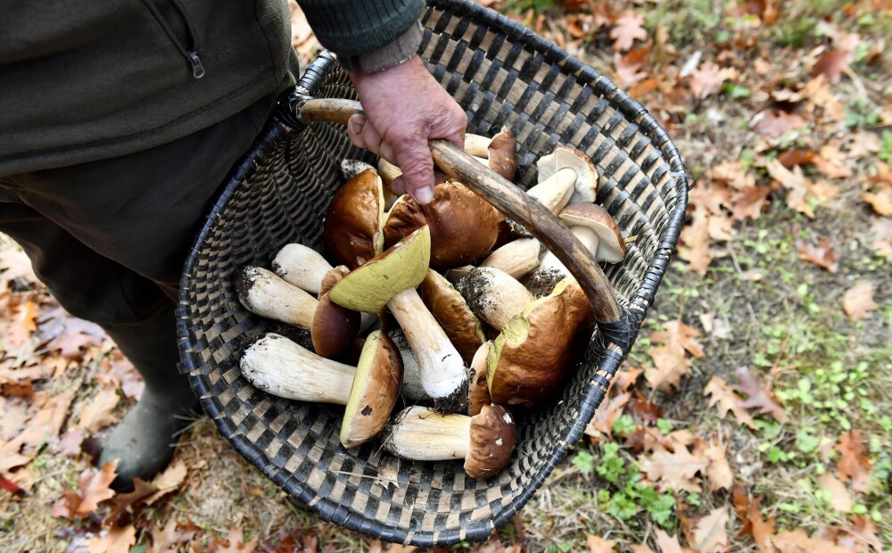 How will the heat affect the mushroom harvest in the fall?