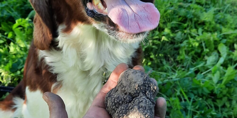 Dabas muzeja mikoloģe Diana Meiere ar palīgu Hafrenu Latvijā atraduši Burgundijas trifeli