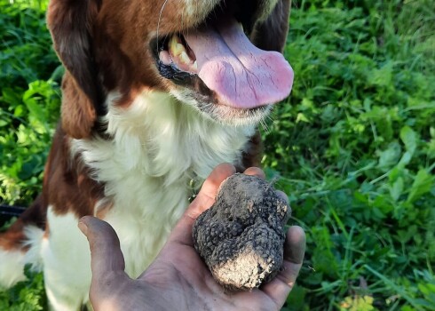 Latvijā pirmo reizi atrasta Burgundijas trifele. To uzgājis suns