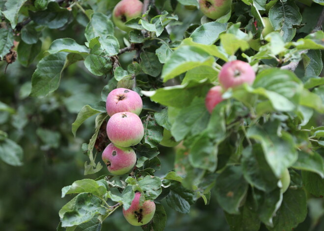 Pirmoreiz kopš maija gaisa temperatūra Latvijā noslīdējusi zem normas