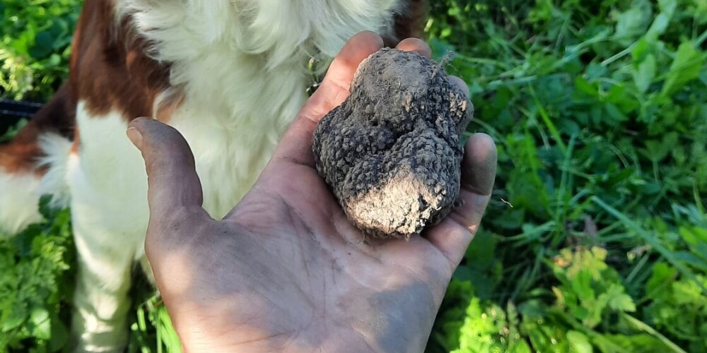 Впервые в Латвии был обнаружен бургундский трюфель. Собака помогала в поисках