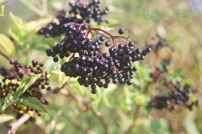 No plūškoku ogām top sīrups.