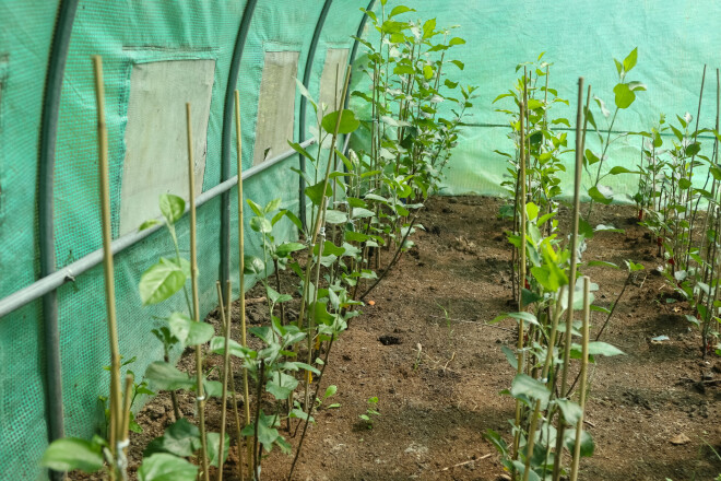 Siltumnīcā zaļo jaunās ābeles.