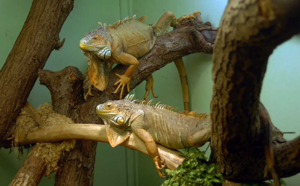 Rīgas Zooloģiskais dārzs iepazīstinās apmeklētājus ar bīstamām citzemju dzīvnieku sugām