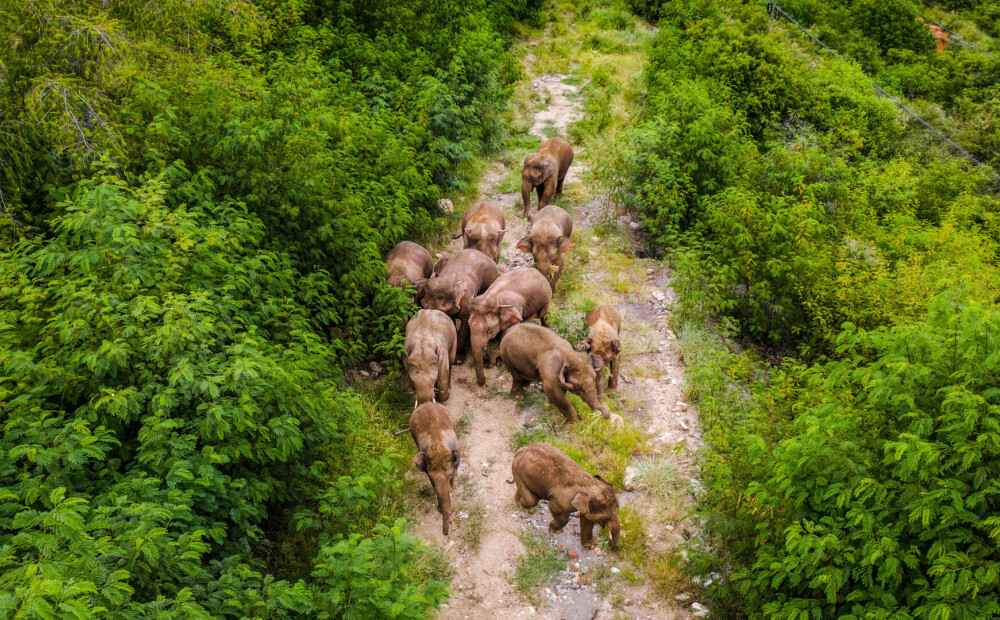 FOTO: klejojošais ziloņu bars Ķīnā beidzot dodas mājup