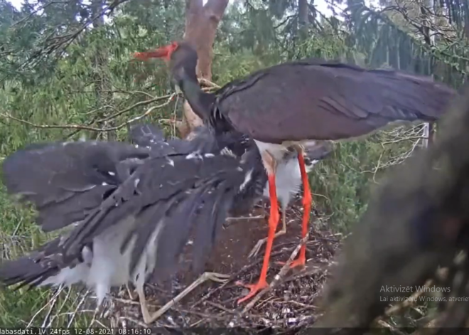 Drāma Siguldas melno stārķu ligzdā: māte pamet savus bērnus un dodas uz Etiopijas pusi. VIDEO 