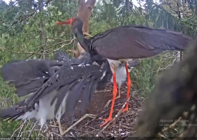Drāma Siguldas melno stārķu ligzdā: māte pamet savus bērnus un dodas uz Etiopijas pusi. VIDEO
