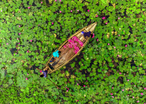 Neticami skaisti: Bangladešā pilnā sparā rit ūdensrožu sezona. FOTO