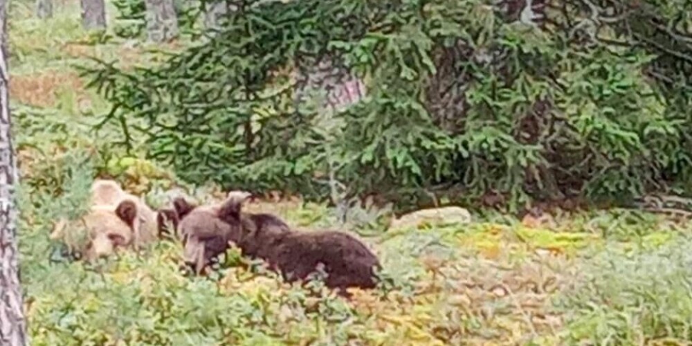 ВИДЕО: жительница Латвии встретила медведей в лесу