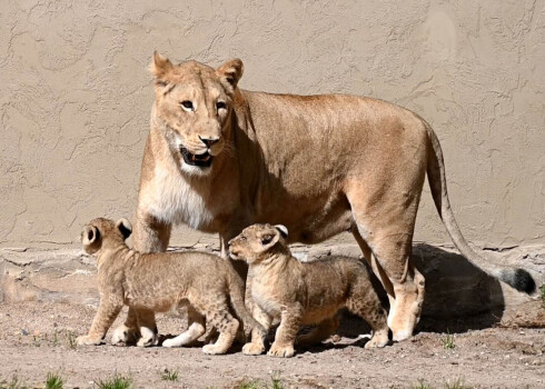 Rīgas zooloģiskais dārzs rīko vārdu došanas konkursu zoodārzā dzimušajiem lauvēniem