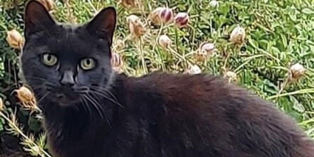 Lielbritānijā kaķis izglābj 83 gadus vecas sievietes dzīvību