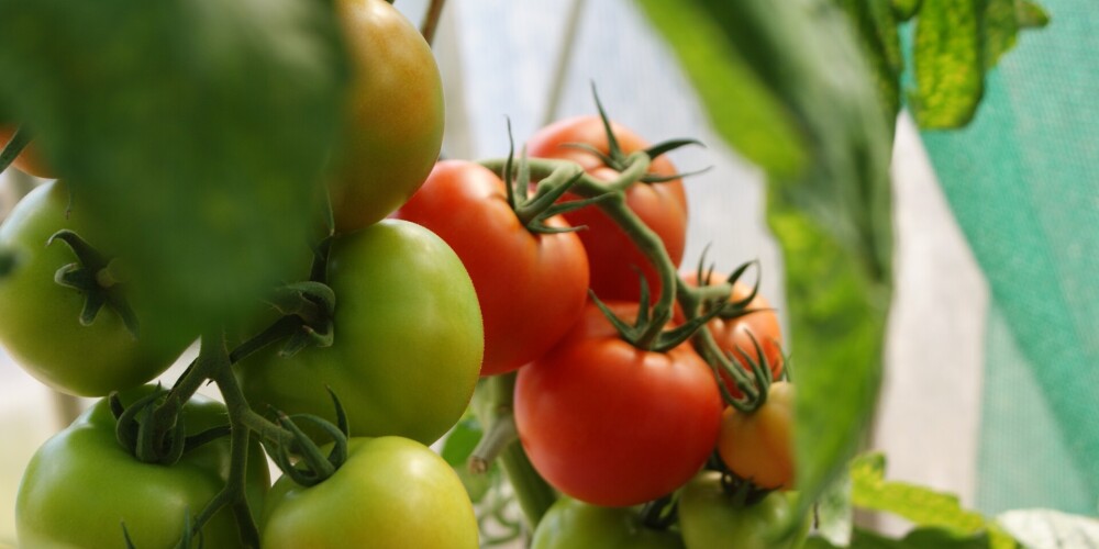 Pētnieki ASV iesaka vīriešiem ēst vairāk tomātu