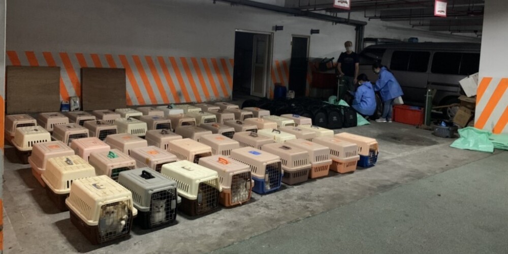 Taivānieši saniknoti par valdības lēmumu eitanizēt 154 kontrabandas kaķus