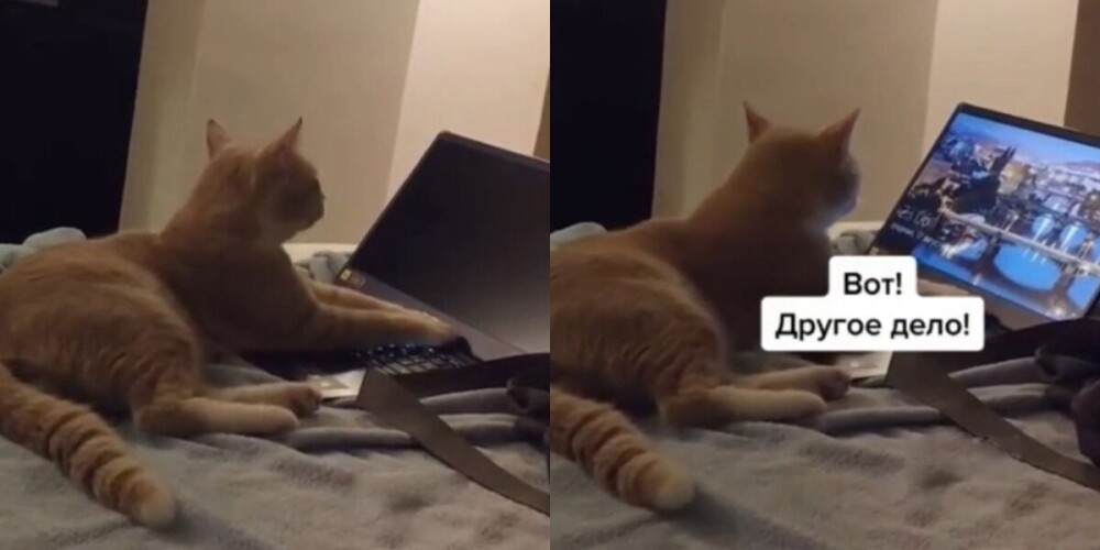 "Экран разблокируй": кот сделал вид, что работает, и стал звездой соцсетей