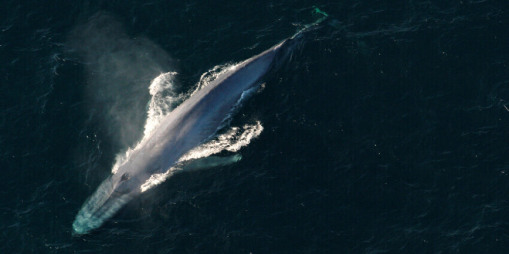 Спустя 40 лет синие киты вернулись к берегам Испании! Что повлияло?