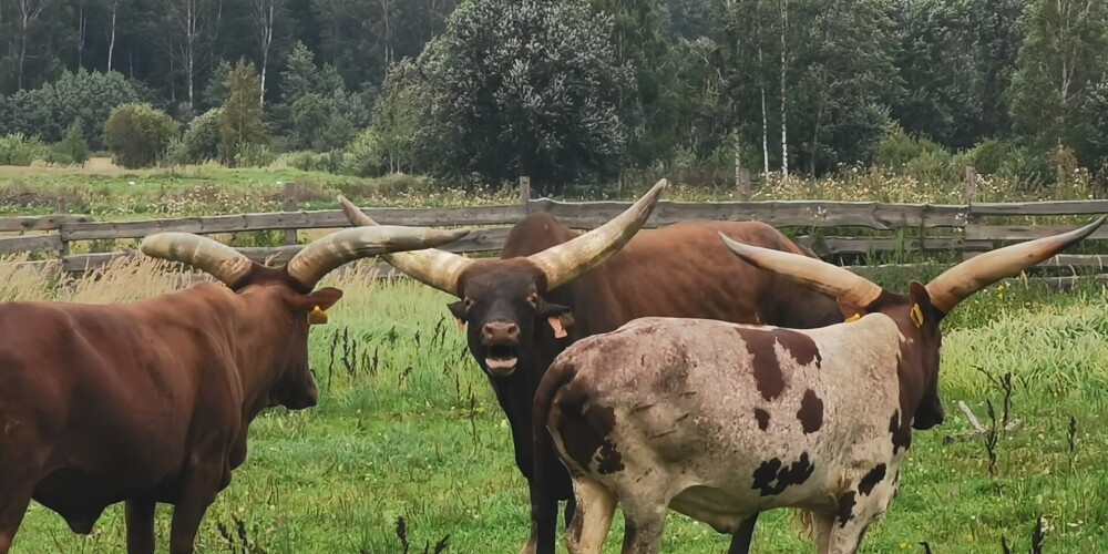 Kā Balvu pusē ganās Latvijā vienīgās svētās Āfrikas govis