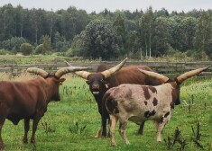 Āfrikas "Watusi" govis ir visai pieticīgas un izturīgas. Vidū – "Ozolmāju" jaunpienācējs.