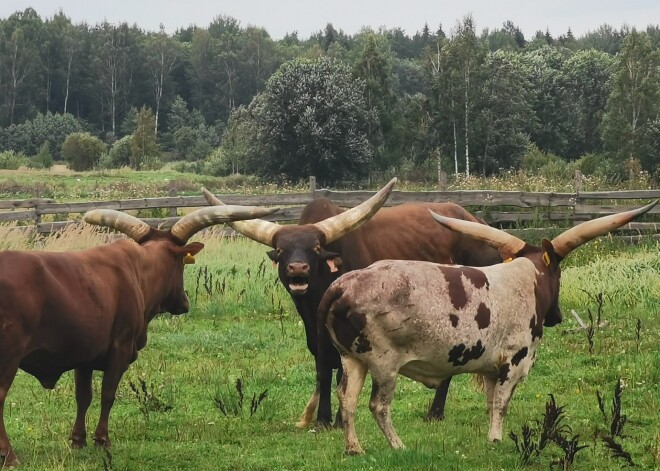 Kā Balvu pusē ganās Latvijā vienīgās svētās Āfrikas govis