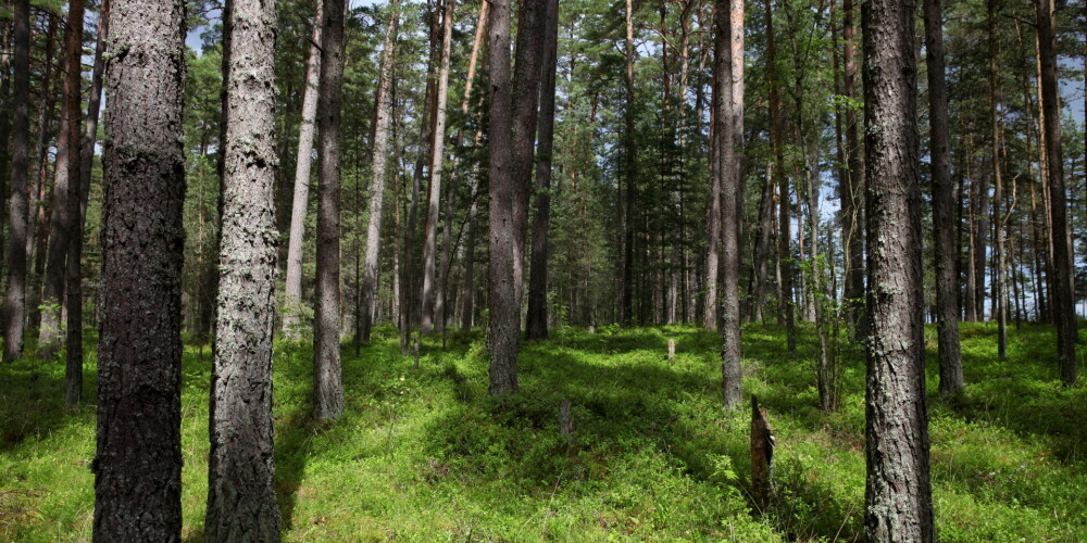 Теперь помогают и дроны: спасатели нашли более 50 заблудившихся в латвийских лесах