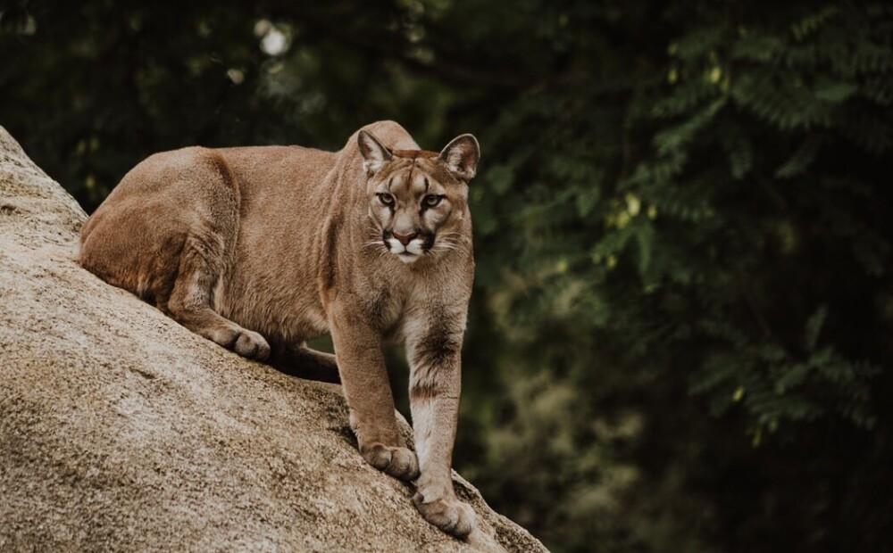 In California, a mother heroically rescues her son from the clutches of a mountain lion