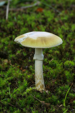 Zaļā mušmire. (Amanita Phalloides)