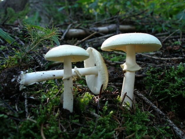 Baltā mušmire. (Amanita virosa)