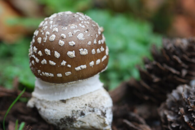 Panteru mušmire (amanita pantherina)