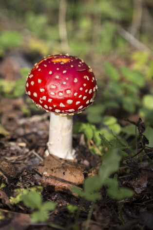 Sarkanā mušmire (Amanita muscaria)