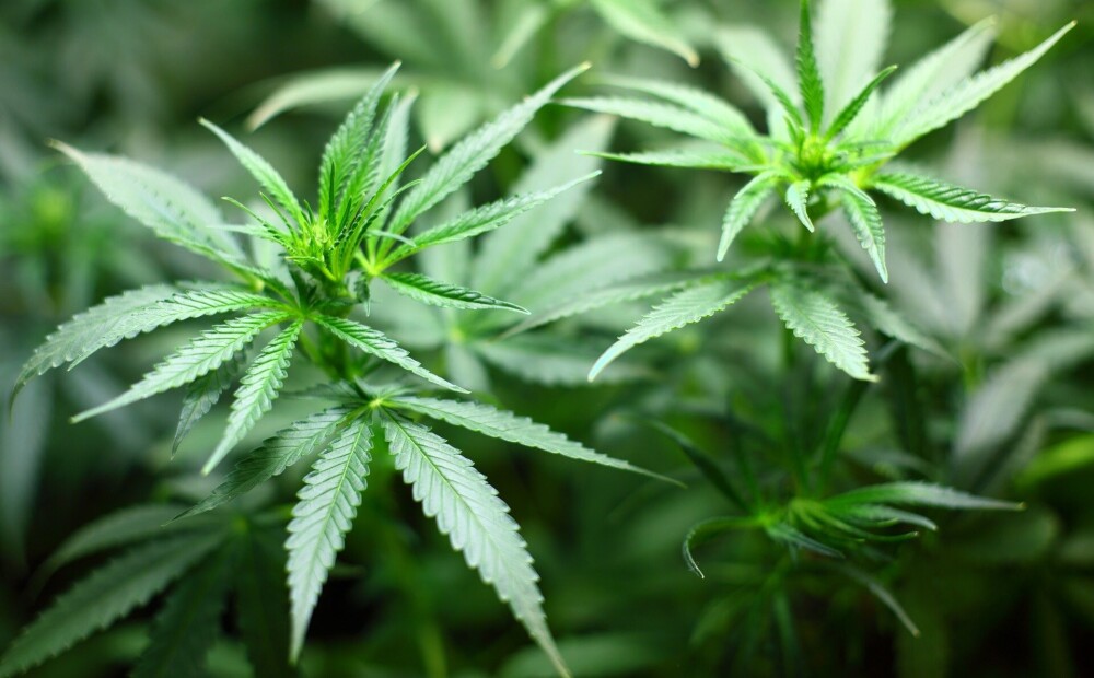 Augšdaugavas un Rēzeknes novadā atklāj speciāli aprīkotas marihuānas audzētavas