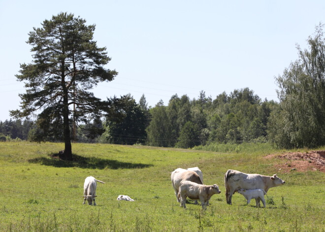 Aiztur trīs personas saistībā ar mājlopu iespējamu piesavināšanos